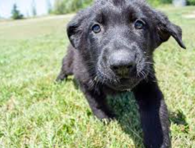 black german shepherd puppies near me