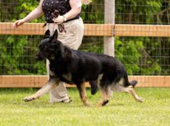 kennel for german shepherd