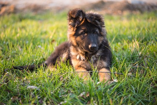 german shepherd puppies for free near me