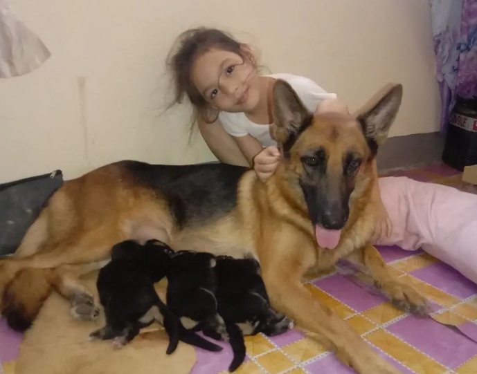 gsd puppies