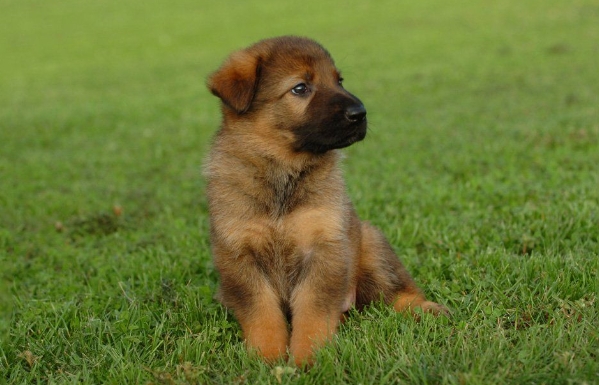 shepherd puppies