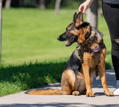 german shepherd boarding near me