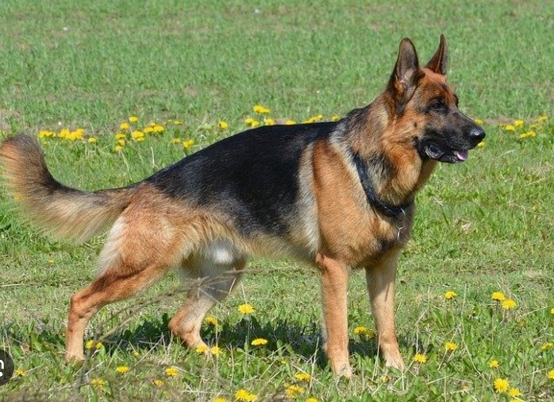 west german working line gsd