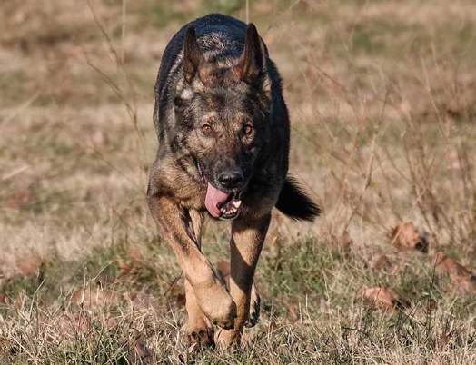 working line german shepherd breeders