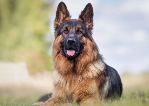 purebred german shepherd