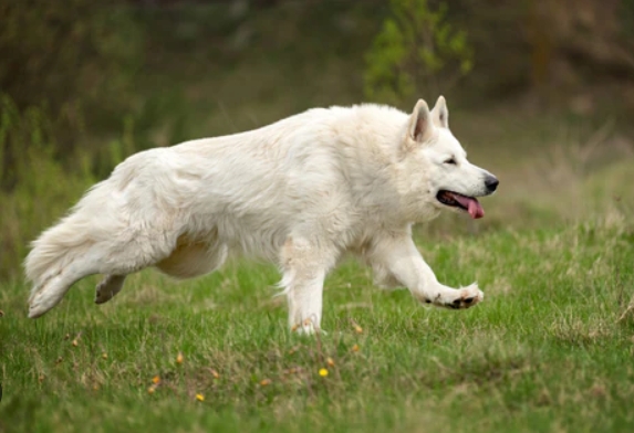 white german shepherd