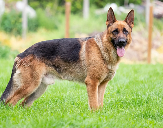 german shepherd dog