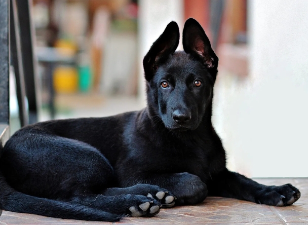 all black german shepherd for sale