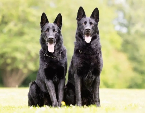 black german shepherd