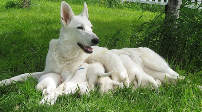 white german shepherd for sale