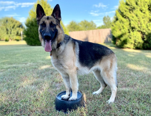 german shepherd adoption near me