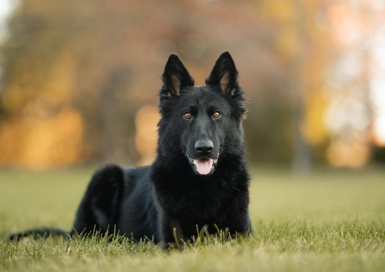 black german shepherd for sale