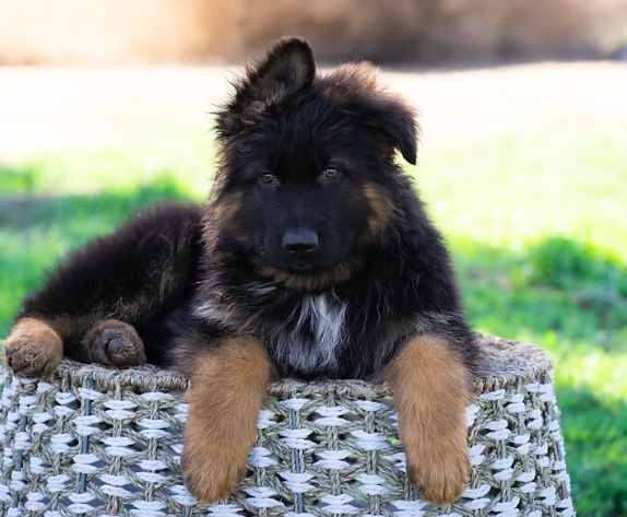 german shepherd puppies near me