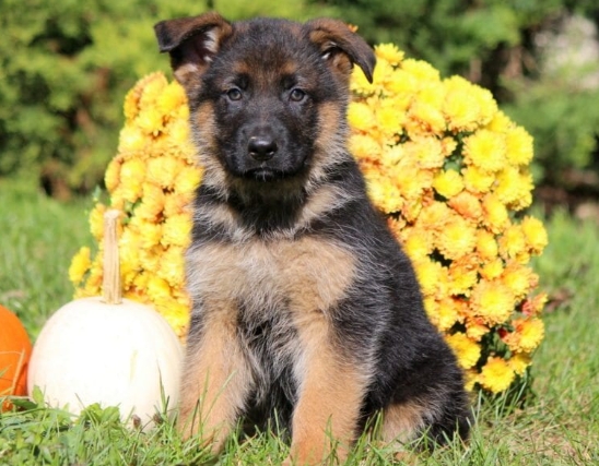 german shepherd puppies for sale near me