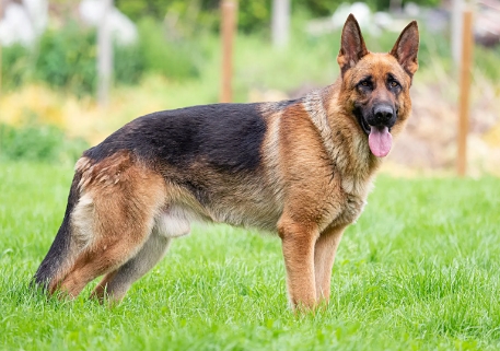 german shepherd