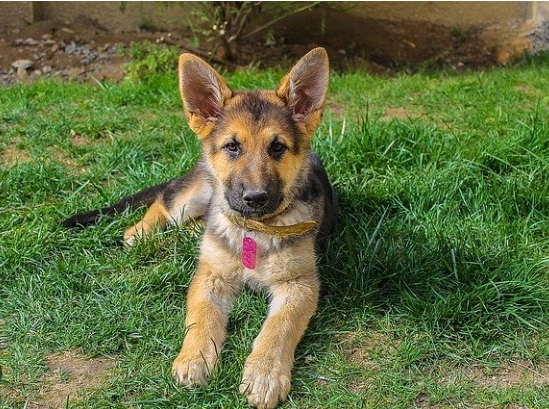 owning a german shepherd