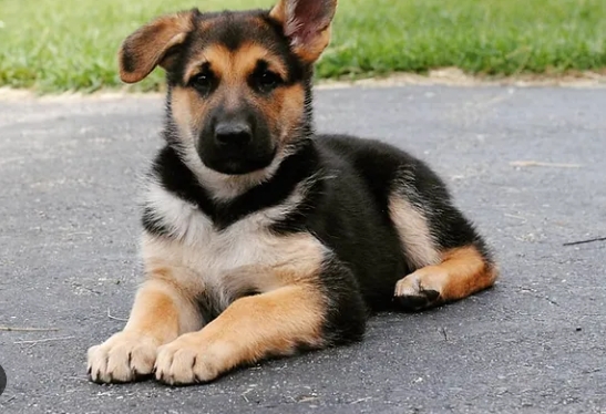 golden shepherd puppies for adoption