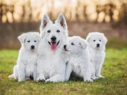 white swiss shepherd dog