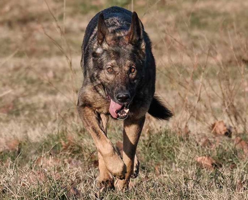 working german shepherd