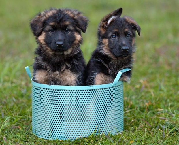 long hair german shepherds puppy