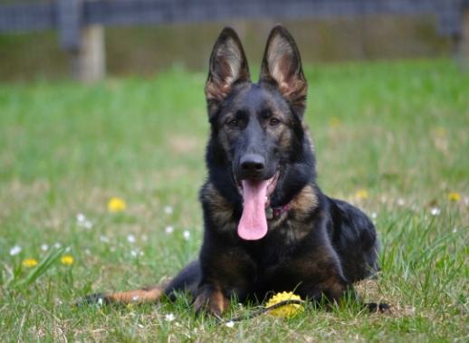 ddr german shepherds for sale