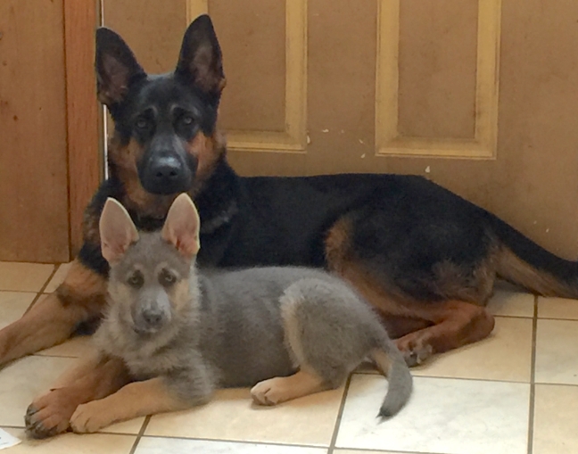 blue german shepherd for sale