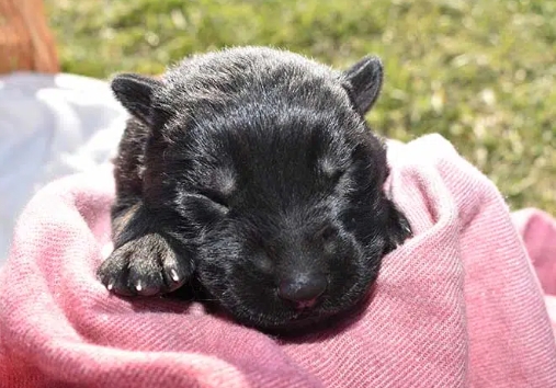 black shepherd puppies for sale