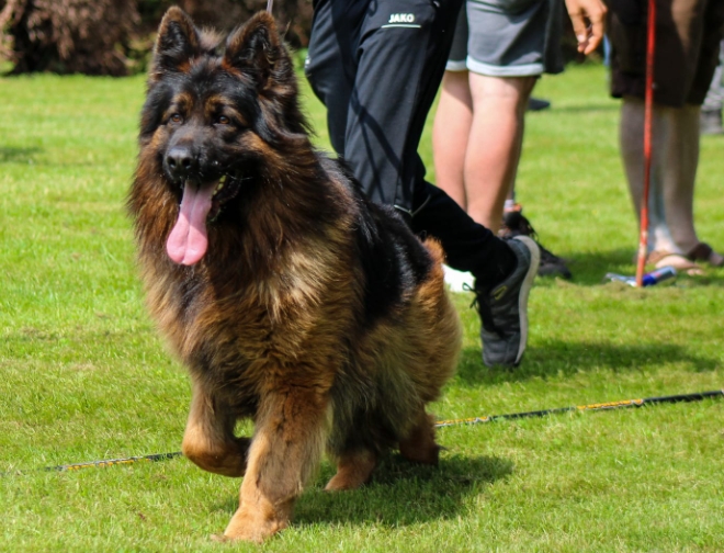 long haired german shepherd breeders