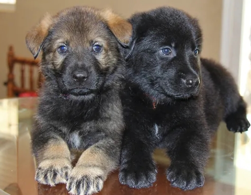 german shepherd puppies for sale by owner