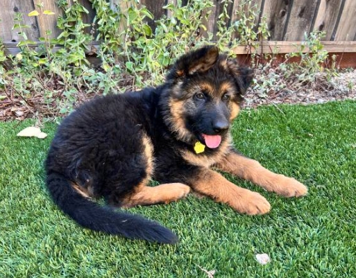 german shepherd puppies for sale near me craigslist