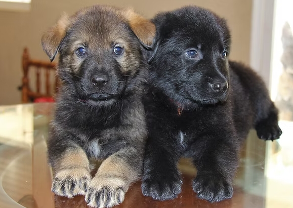 shepherd puppies for sale near me