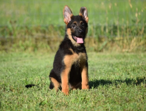 gsd for sale