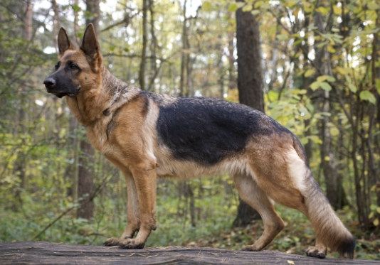 long haired german shepherd puppies for sale near me