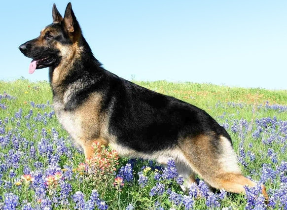 gsd breeders near me