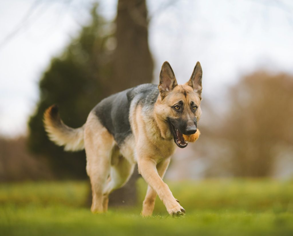 gsd breeders