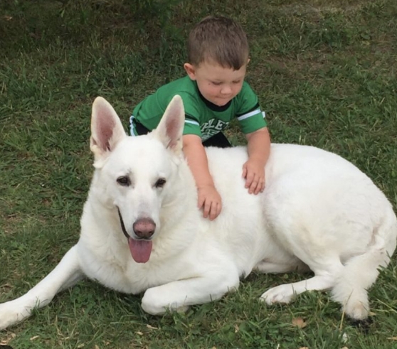 white shepherd puppies for sale