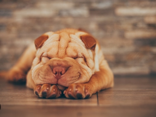 sharpei puppy