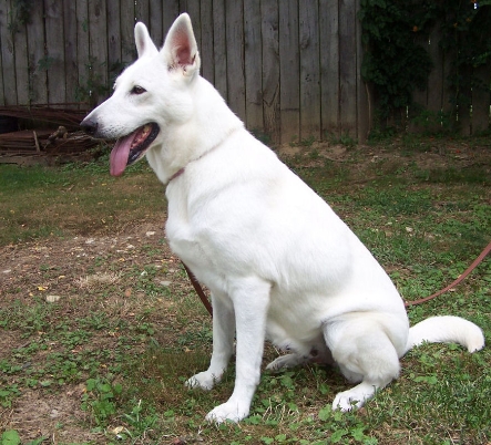 white shepherd for sale