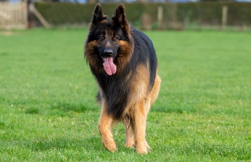 king shepherd adoption