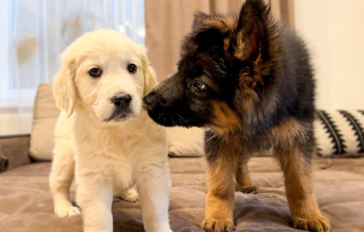 golden shepherd puppies