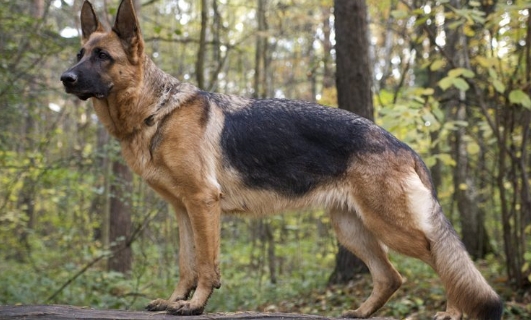 royal german shepherd