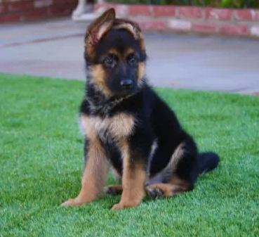 pure german shepherd puppies