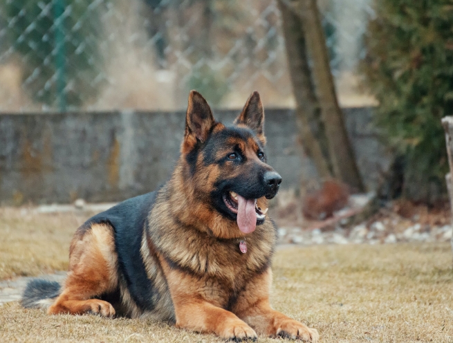 best german shepherd breeders