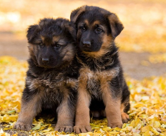 long haired german shepherd puppies