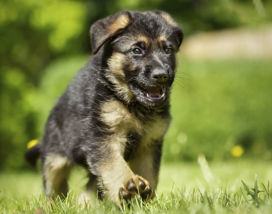 german shepherd dog puppies