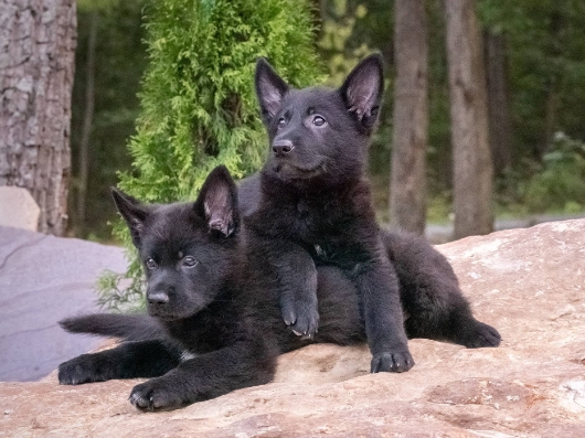 solid black german shepherd puppies for sale