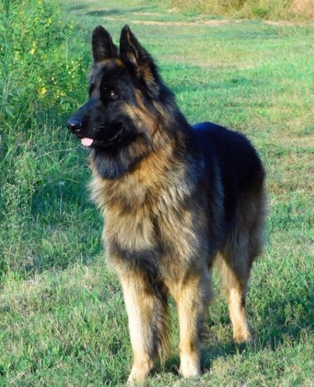 king shepherd for sale