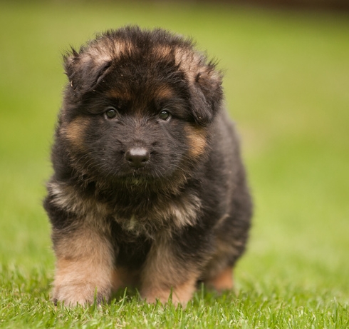 king shepherd puppies for sale