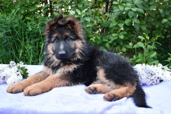 long haired german shepherd for sale