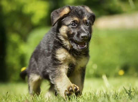 gsd puppies for sale